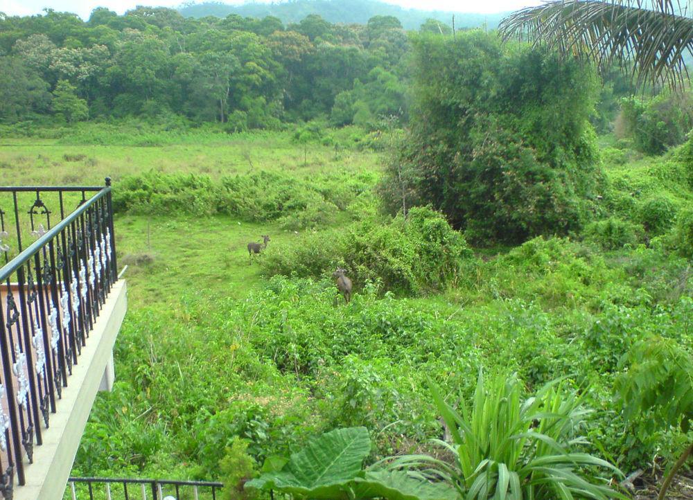 Jungle Palace Homestay 提喀迪 外观 照片
